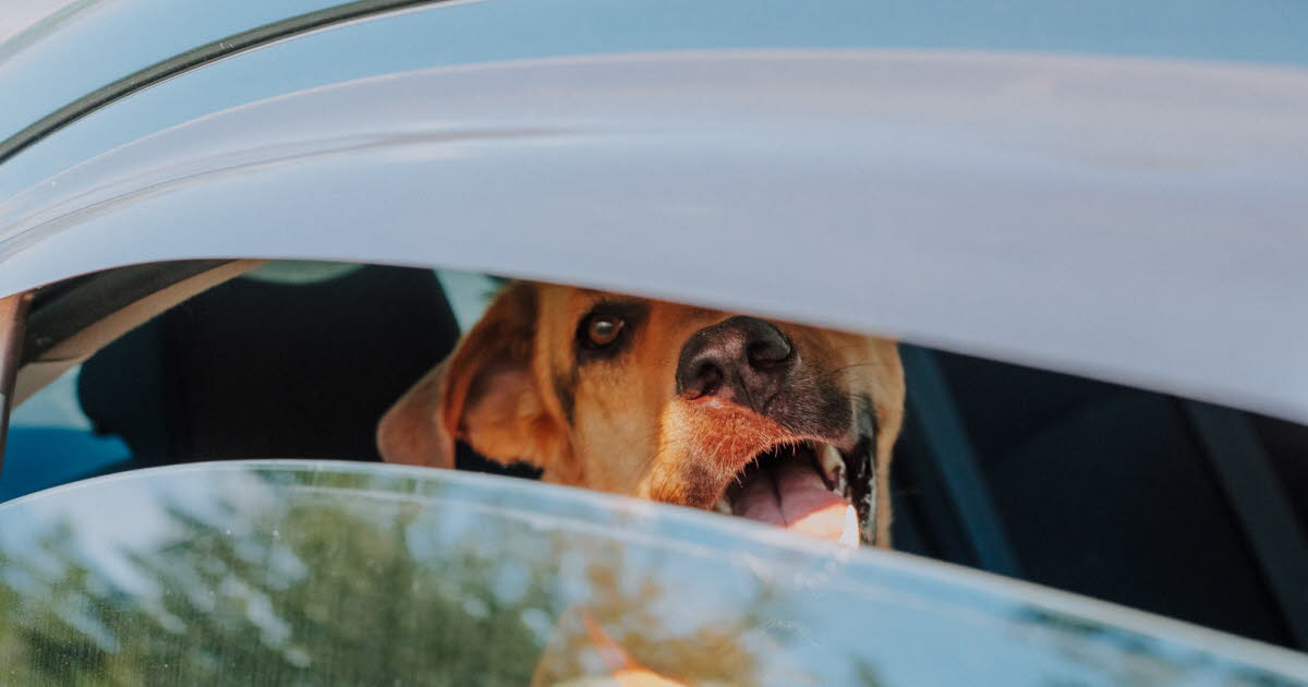 Briser une vitre pour sauver un animal : est-ce légal ou non ?
