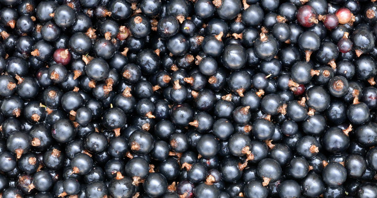 Découvrez 3 sources cachées de vitamine C à ne pas manquer avant la fin de l’été