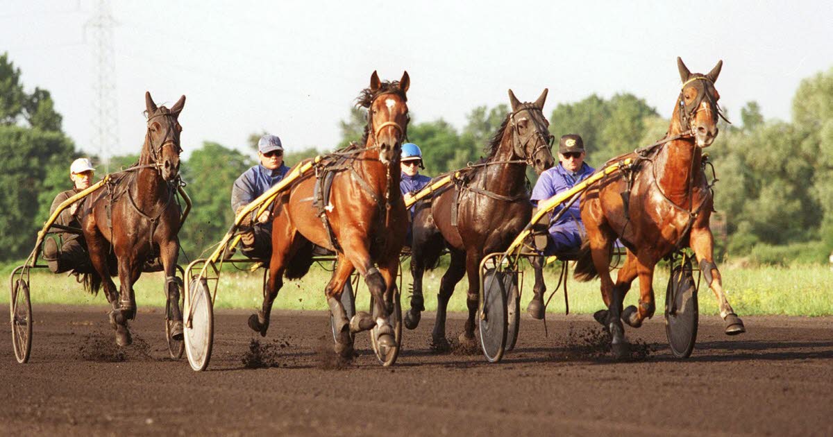 Hippisme à Hoerdt : chevaux et marrons chauds au rendez-vous