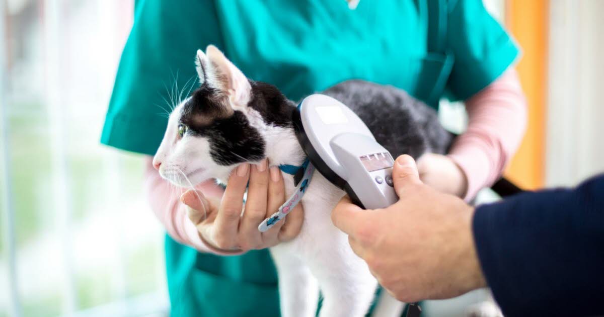 Les bons réflexes pour identifier son chien ou son chat efficacement