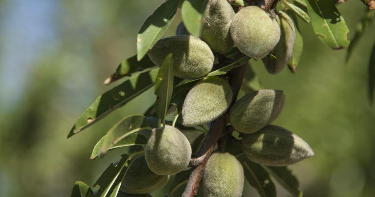 Témoignages : des producteurs passent à l’amande face à la demande croissante en alimentation saine