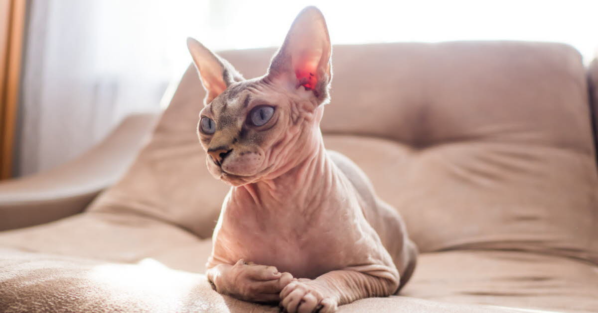 Le chat Sphynx : un petit félin unique et hors du commun