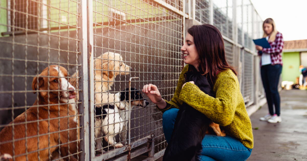 Voici une proposition de titre reformulé, de moins de 100 caractères :  
« Adopter un animal : la règle des 3 clés pour une adoption réussie »