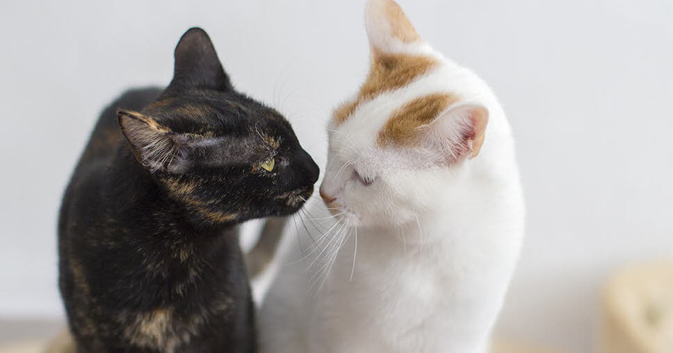Comment préparer l’arrivée d’un second animal chez soi