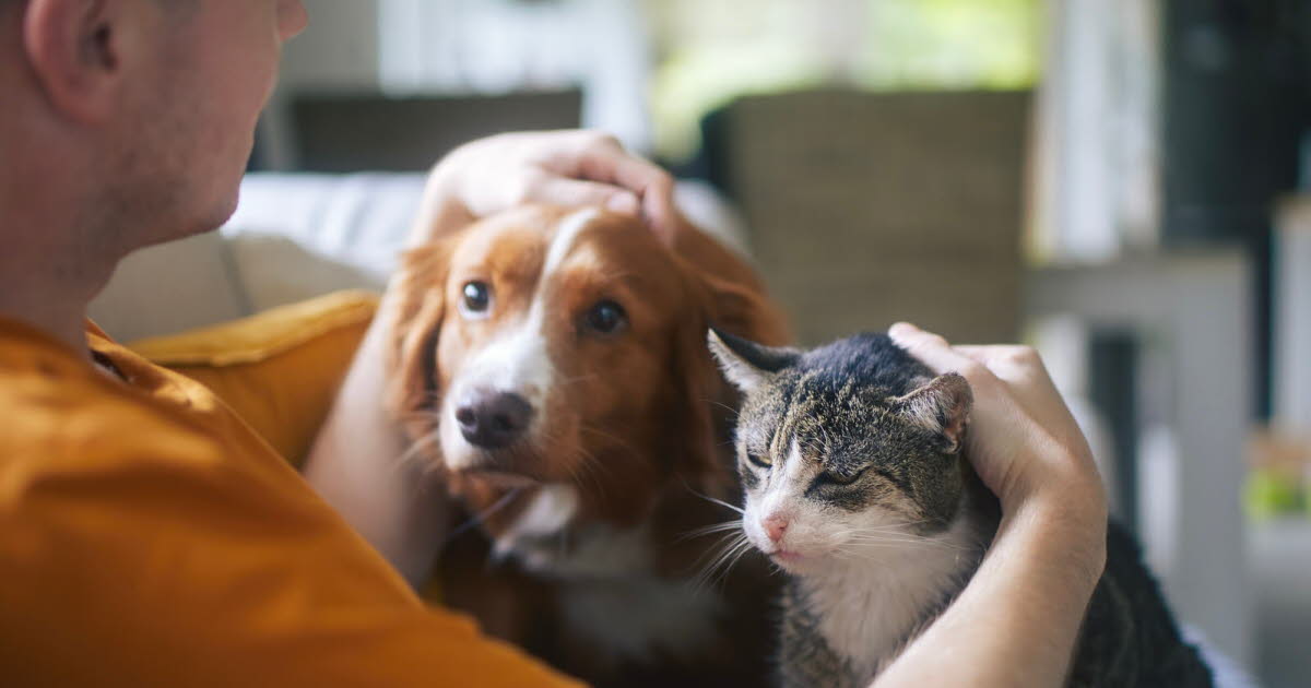 Comment réhabituer ses animaux au rythme de la rentrée