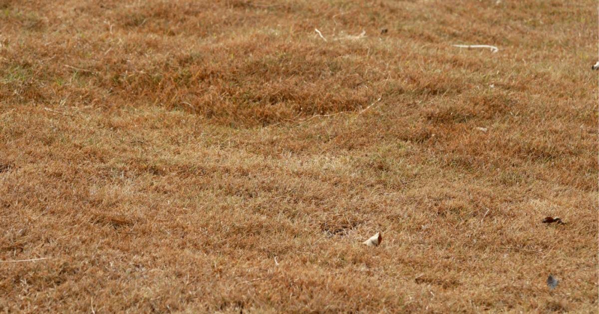 Conseils de jardinage : comment revitaliser votre pelouse après la canicule cet été