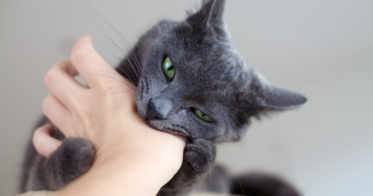 Morsure de chat : une petite plaie peut cacher un grand danger pour votre santé