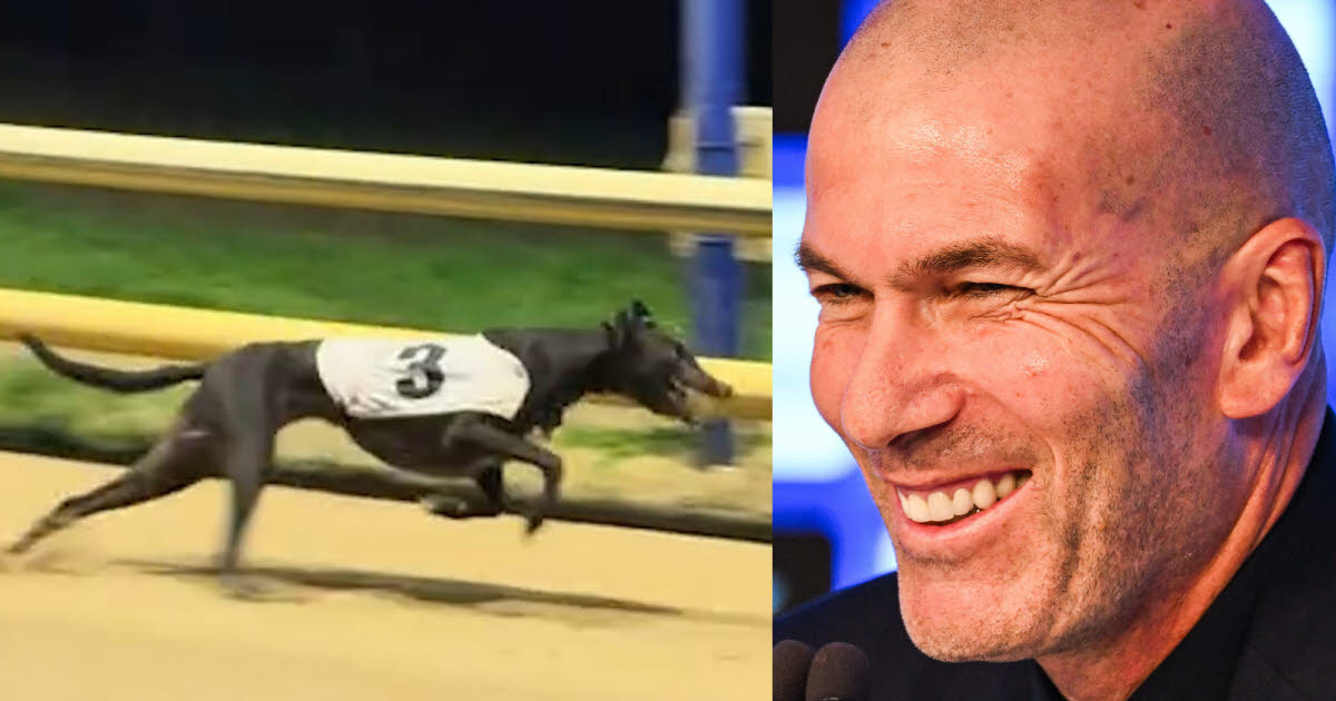 Une vidéo du jour : Zinedine Zedog, un lévrier nommée en hommage à Zidane, fait sensation