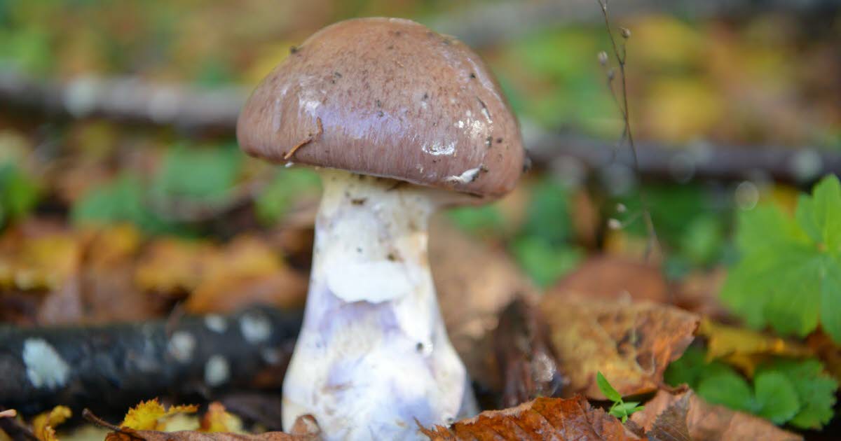 Pourquoi la cueillette des champignons est-elle si rare dans les forêts cette année ?